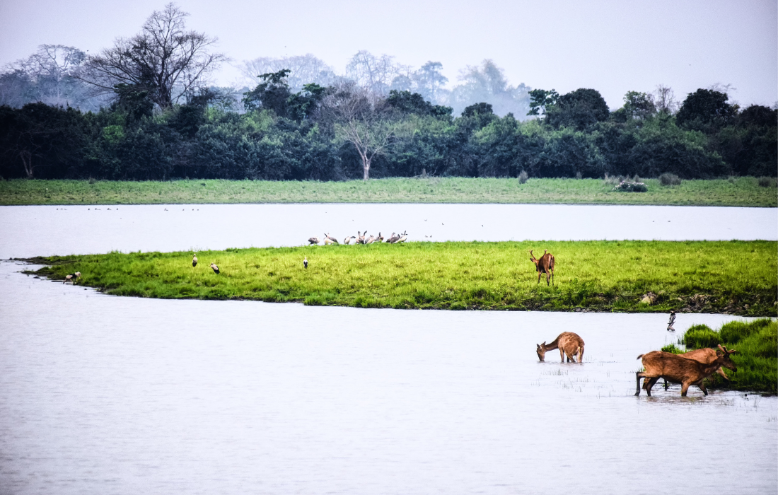 Wildlife Safari